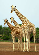 Girafes du Niger &copy; ASGN (3)