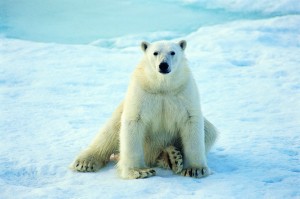 Land of the Polar Bear
